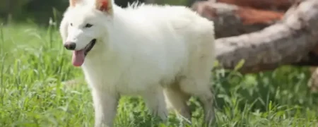 با کالیسی آشنا شوید؛ اولین گرگ وحشت ماده پس از ۱۲,۰۰۰ سال به زمین بازگشت