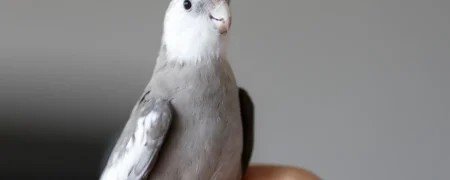 معرفی چندین روش‌ ساده برای تشخیص عروس هلندی نر و ماده از یکدیگر
