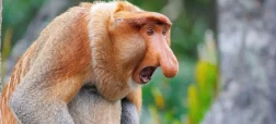 راز «زشتترین حیوان جهان»؛ چه توضیحی پشت پرده دماغ میمون بینیدراز پنهان است؟