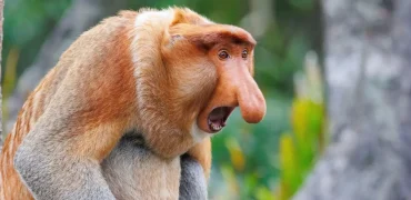 راز «زشت‌ترین حیوان جهان»؛ چه توضیحی پشت پرده دماغ میمون بینی‌دراز پنهان است؟