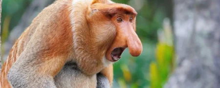 راز «زشت‌ترین حیوان جهان»؛ چه توضیحی پشت پرده دماغ میمون بینی‌دراز پنهان است؟