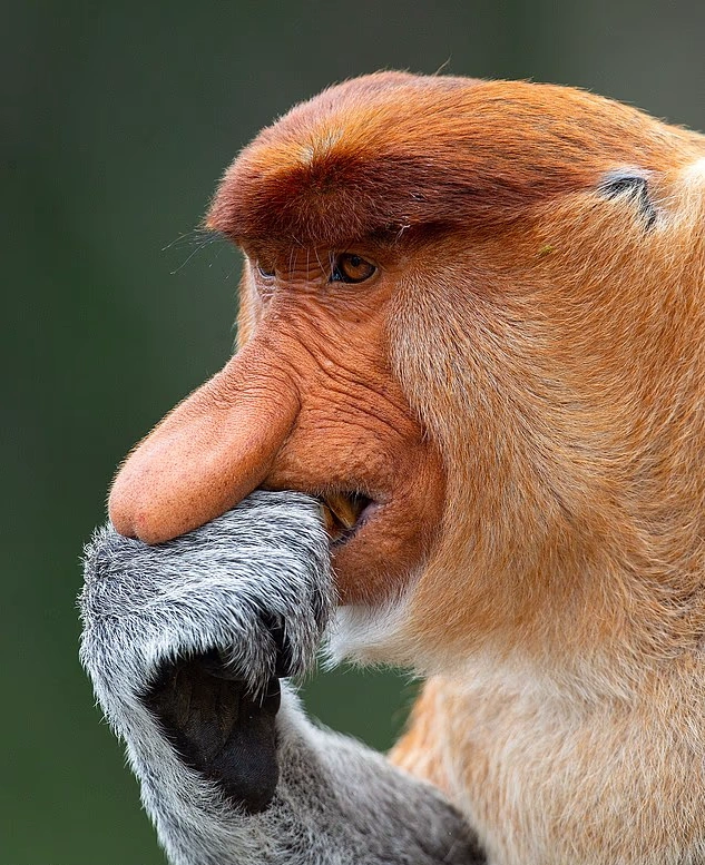 proboscis-monkey.webp