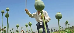 خشخاش