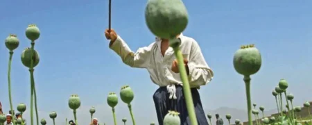مدیرکل حقوقی ستاد مبارزه با مواد مخدر شرایط کاشت قانونی خشخاش را اعلام کرد!