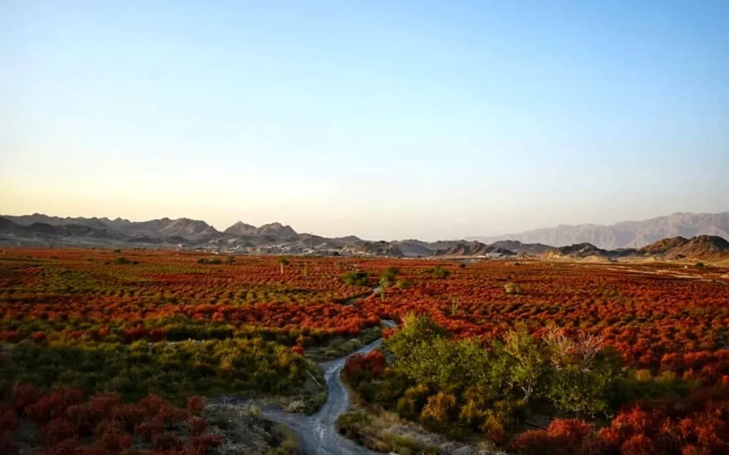 بزرگ‌ترین باغ‌ زرشک جهان در روستای افین خراسان جنوبی + ویدیو