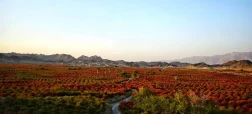 بزرگ‌ترین باغ‌ زرشک جهان در روستای افین خراسان جنوبی + ویدیو