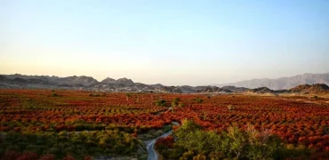 بزرگ‌ترین باغ‌ زرشک جهان در روستای افین خراسان جنوبی + ویدیو