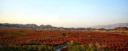 بزرگ‌ترین باغ‌ زرشک جهان در روستای افین خراسان جنوبی + ویدیو