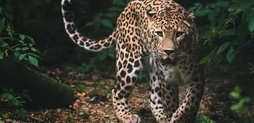 راز شکل‌گیری خال‌های پلنگ و خطوط گورخر بالاخره فاش شد؛ کشف تازه با نظریه تورینگ