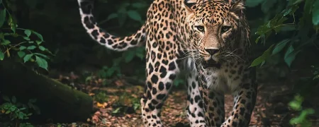 راز شکل‌گیری خال‌های پلنگ و خطوط گورخر بالاخره فاش شد؛ کشف تازه با نظریه تورینگ