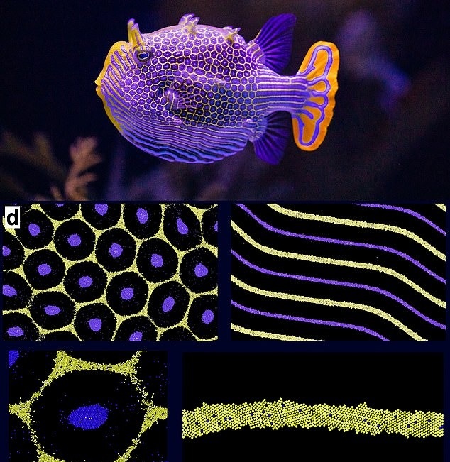 الگوهای روی پوست جانوران