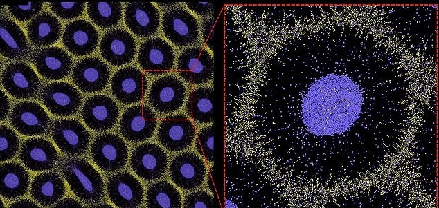 الگوهای روی پوست جانوران