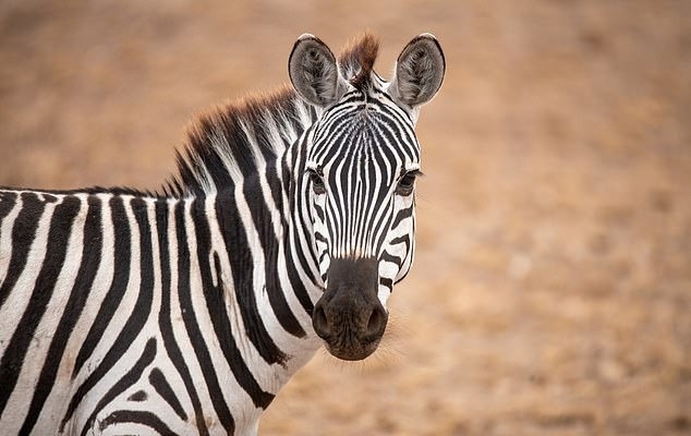 الگوهای روی پوست جانوران