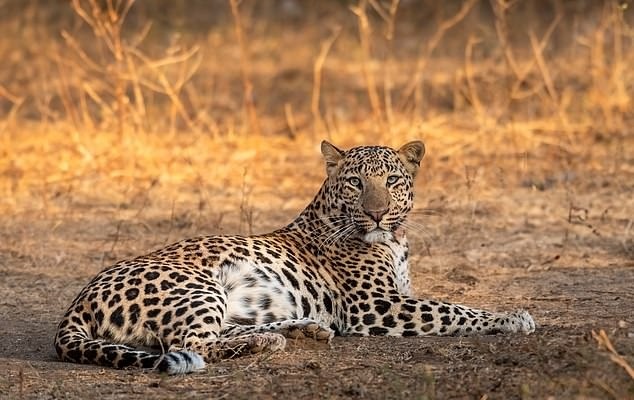 الگوهای روی پوست جانوران