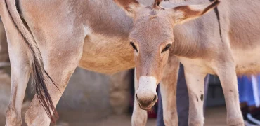فاجعه تجارت پوست الاغ؛ سالانه ۶ میلیون الاغ قربانی «اکسیر جوانی» چینی می‌شوند