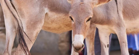 فاجعه تجارت پوست الاغ؛ سالانه ۶ میلیون الاغ قربانی «اکسیر جوانی» چینی می‌شوند