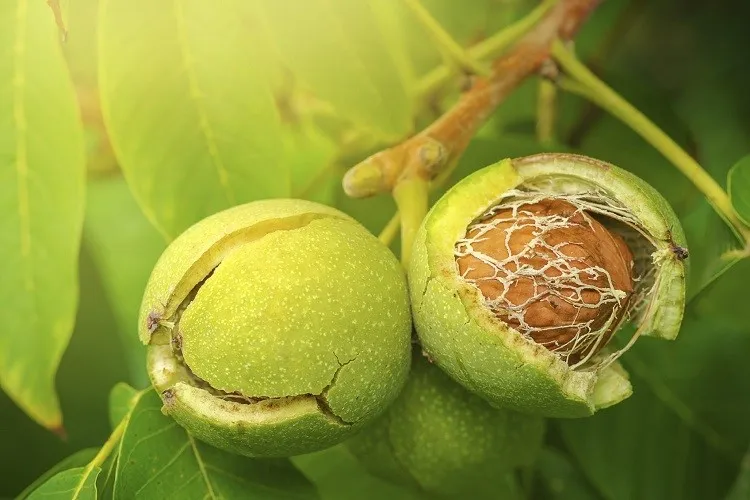 walnut