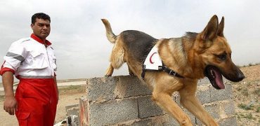 مرگ «تیدا»؛ از باهوش‌ترین سگ‌های امداد‌و‌نجات در عملیات‌ پلاسکو و متروپل