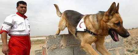 مرگ «تیدا»؛ از باهوش‌ترین سگ‌های امداد‌و‌نجات در عملیات‌ پلاسکو و متروپل