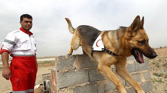 مرگ «تیدا»؛ از باهوش‌ترین سگ‌های امداد‌و‌نجات در عملیات‌ پلاسکو و متروپل