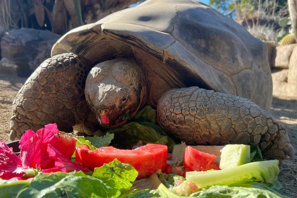 لاک‌پشت مشهور به «ملکه باغ وحش» در سن ۱۴۱ سالگی در سن‌دیگو درگذشت + ویدیو