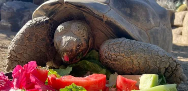 لاک‌پشت مشهور به «ملکه باغ وحش» در سن ۱۴۱ سالگی در سن‌دیگو درگذشت + ویدیو