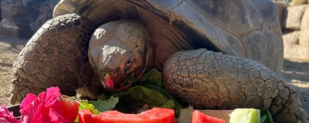 لاک‌پشت مشهور به «ملکه باغ وحش» در سن ۱۴۱ سالگی در سن‌دیگو درگذشت + ویدیو