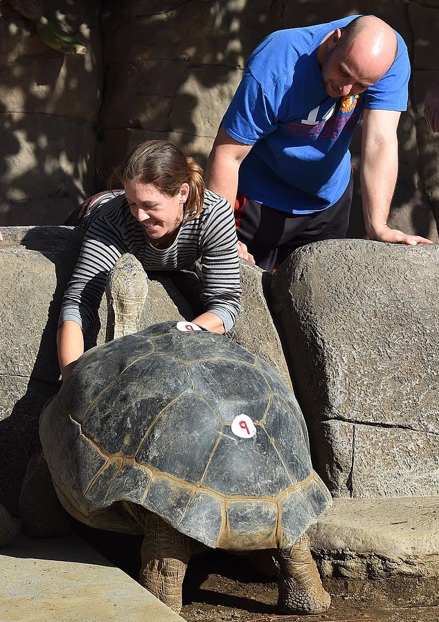 لاک‌پشت مادربزرگ گالاپاگوس در ۱۴۱ سالگی درگذشت