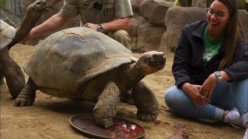 لاک پشت Gramma the Galapagos 