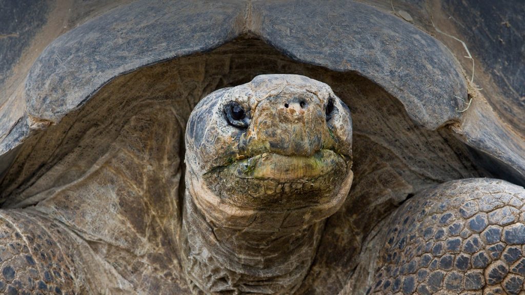 Gramma-the-Galapagos-tortoise234-1024x576.jpg