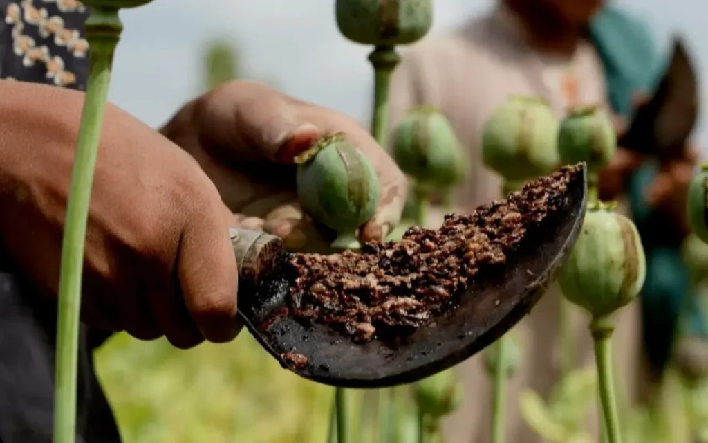 ماجرای واردات ۷۲ هزار میلیارد تومان تریاک چیست؟