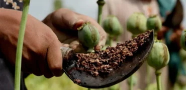 ماجرای واردات ۷۲ هزار میلیارد تومان تریاک چیست؟