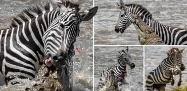 فرار گورخر از چنگال تمساح به بهای از دست دادن یک پا + ویدیو