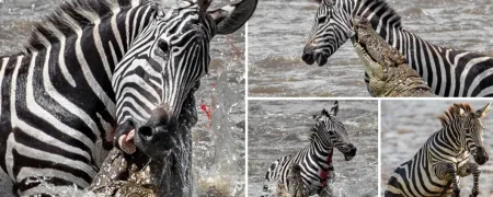 فرار گورخر از چنگال تمساح به بهای از دست دادن یک پا + ویدیو