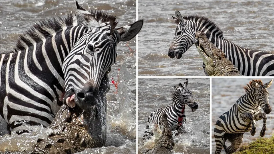 فرار گورخر از چنگال تمساح به بهای از دست دادن یک پا + ویدیو