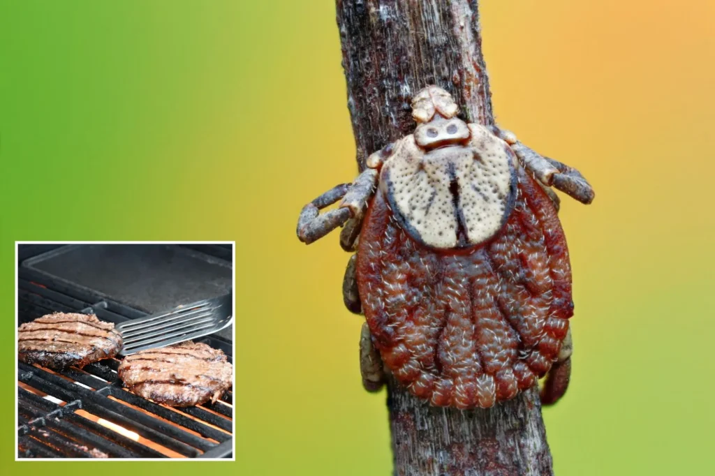 حساسیت به گوشت قرمز به خاطر گزش «کنه ستاره تنها» باعث مرگ مرد ۴۷ ساله شد