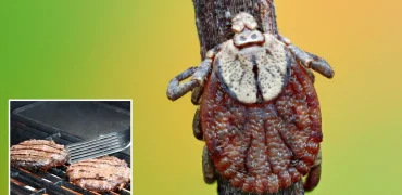 حساسیت به گوشت قرمز به خاطر گزش «کنه ستاره تنها» باعث مرگ مرد ۴۷ ساله شد