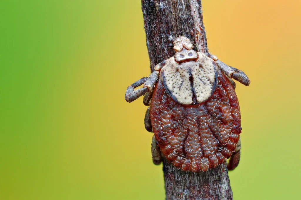 سندروم آلفا-گال