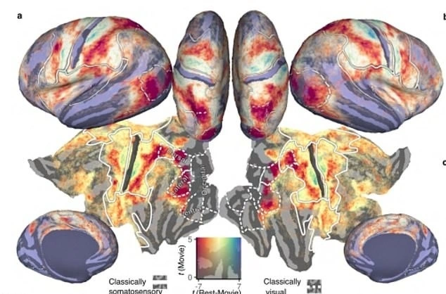 شبیه‌سازی درد در مغز هنگام فیلم دیدن