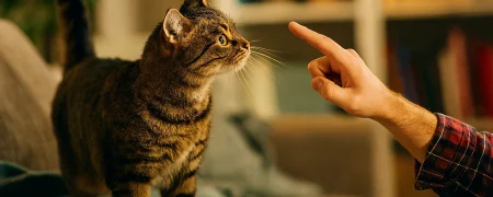 چقدر از زبان بدن گربه‌ خود سر در می‌آورید؟ از حرکت دم تا حالت گوش‌ها