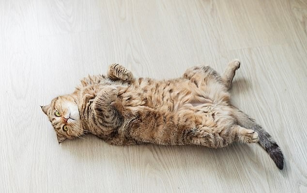 زبان بدن گربه