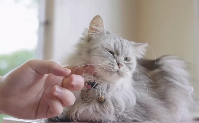 زبان بدن گربه