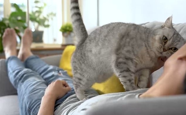 زبان بدن گربه