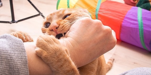 زبان بدن گربه