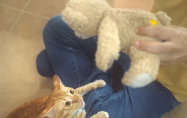 زبان بدن گربه