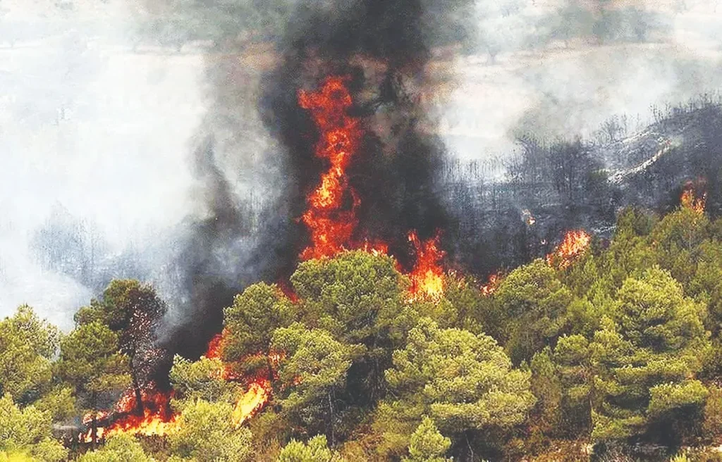 فرار «تشی» از آتش‌سوزی جنگل‌های هیرکانی‌ قلب دوستداران محیط‌زیست را به درد آورد