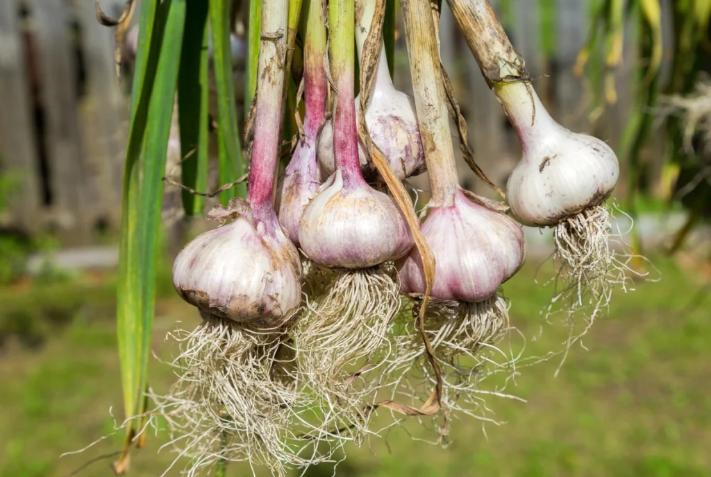 garlic-healthiest-food-hack-supercharge-your-immune-system-5-1024x688.webp