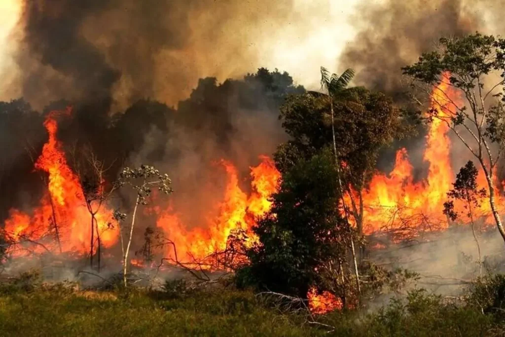 گریه تلخ یک جنگل‌بان برای سوختن جنگل‌های هیرکانی در شعله‌های آتش + ویدئو