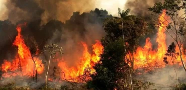 گریه تلخ یک جنگل‌بان برای سوختن جنگل‌های هیرکانی در شعله‌های آتش + ویدئو