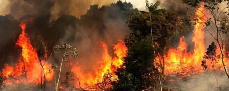 گریه تلخ یک جنگل‌بان برای سوختن جنگل‌های هیرکانی در شعله‌های آتش + ویدئو